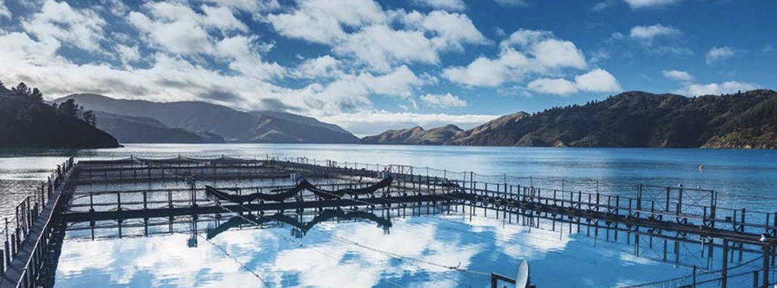 Takaka hatchery remote pond area
